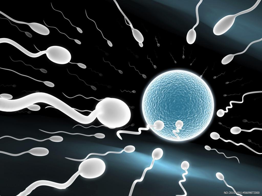 sperm-and-egg